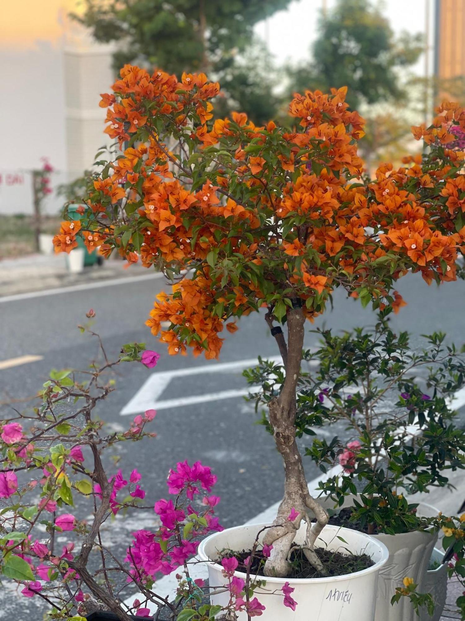 Homestay Moc Homestay- Near Bai Dai Cam Lam
